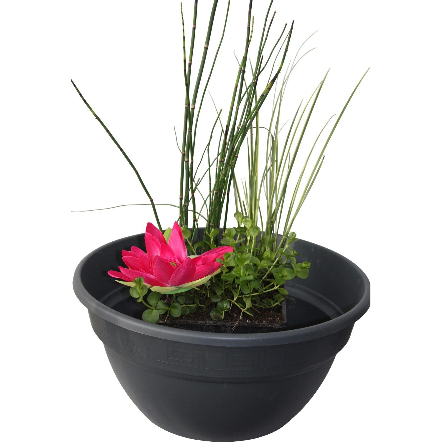 Wasserpflanzen-Mix im Korb, Topf ca. 45cm, mit rosa Blüte, Gräsern und grünen Blättern.