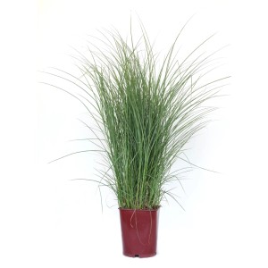 GROW by OBI Chinaschilf Höhe ca. 40 cm Topf ca. 11 l Miscanthus