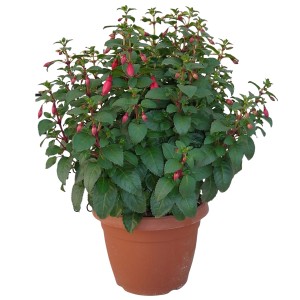 Fuchsie Busch im Topf, ca. 50-70 cm hoch, mit roten Blüten. Blühende Kübelpflanze.
