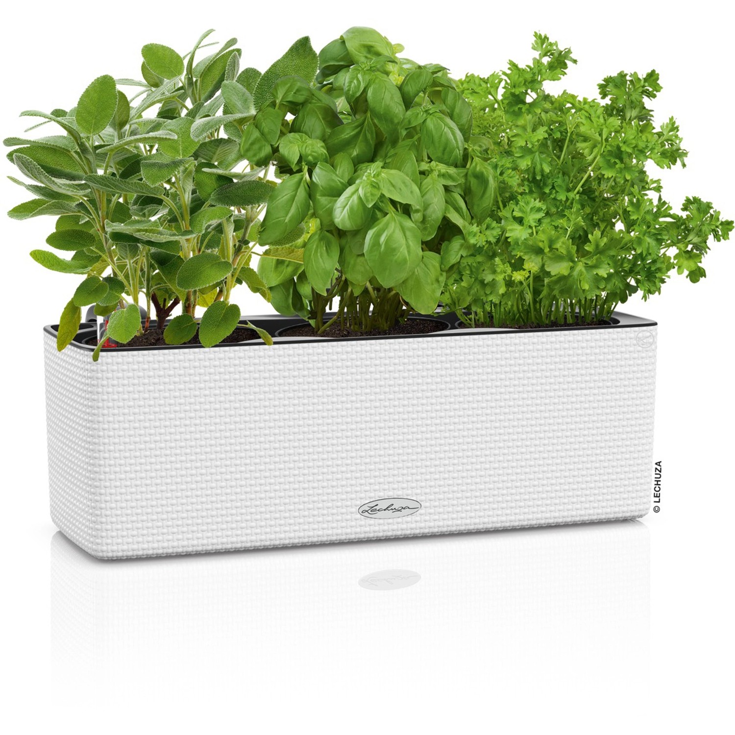 Lechuza Cube Color Triple Pflanzgefäß, 40cm, weiß, mit Kräutern bepflanzt.
