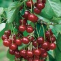 Reife, rote Sauerkirschen der Sorte Schwäbische Weinweichsel an einem Kirschbaum.