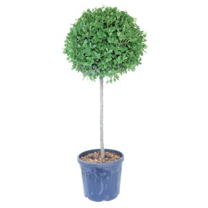 Lorbeer-Schneeball Halbstamm 'Eve Price' im Topf, ca. 130cm hoch.