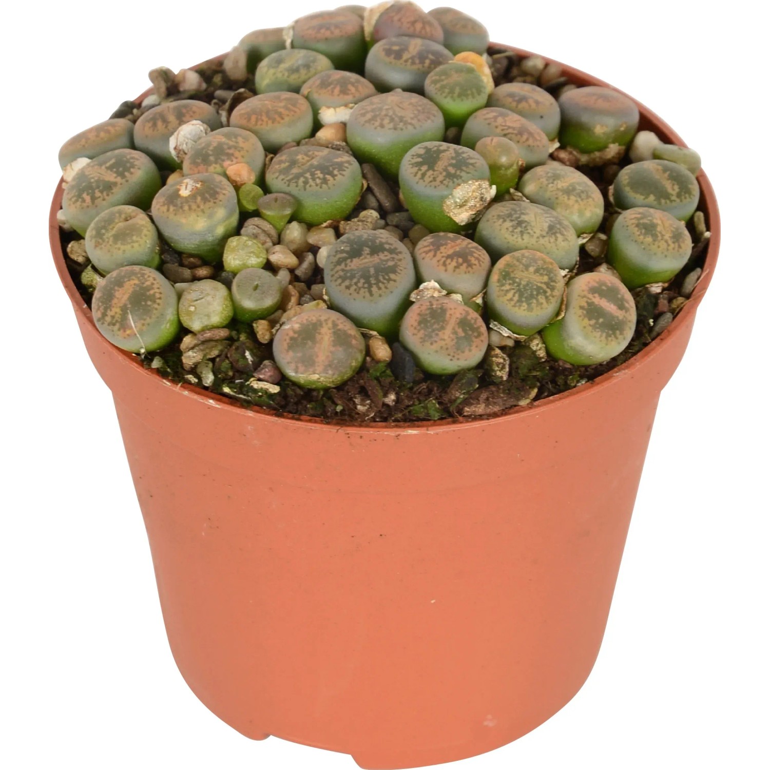 Lebende Steine Topf- ca. 8,5 cm Lithops leslii kaufen bei OBI