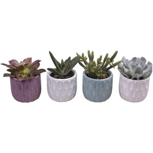 Sukkulenten-Mix in pastellfarbenen Keramiktöpfen, Topf-Ø ca. 6 cm. Bepflanzte Schalen für Innen.