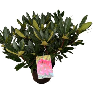 Veredelter Rhododendron im Topf, ca. 40-60 cm hoch, mit grünen Blättern.