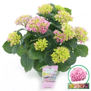 Bauernhortensie "Magical Revolution" Höhe ca. 35 cm Topf-Ø ca. 20 cm Rosa