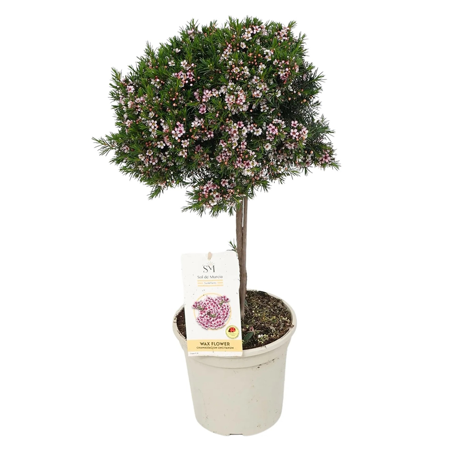 GROW by OBI Wachsblume Stamm Hhe 50 - 60 cm Topf- 17 cm Chamelaucium  uncinatum kaufen bei OBI