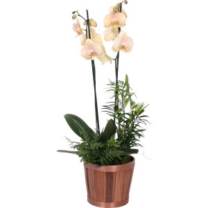 Orchideen-Arrangement mit Bambus-Gefäß, Topf-Ø ca. 20 cm, beige Blüten und grünen Blättern.