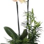 Orchideen-Arrangement mit Bambus-Gefäß, Topf-Ø ca. 20 cm, beige Blüten und grünen Blättern.