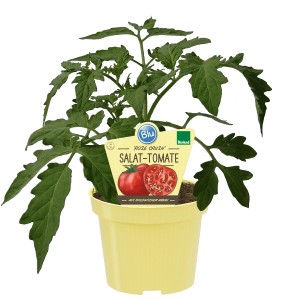 Blu Tomate Rose Crush im Topf, ca. 12 cm. Salat-Tomate mit grünen Blättern in gelbem Topf.