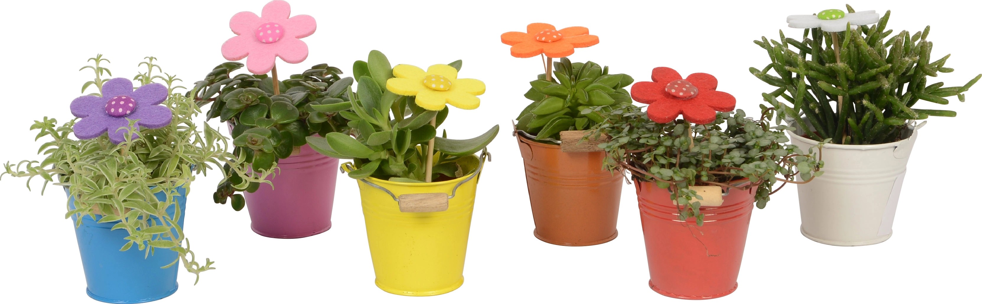 48+ Kleine Grünpflanze Für Den Sommer Im Garten Topf, Am wegesrand
