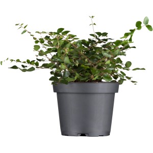 Drahtwein (Muehlenbeckia) im Topf, grüne Blätter. Dekorative Herbstpflanze für Haus und Garten.