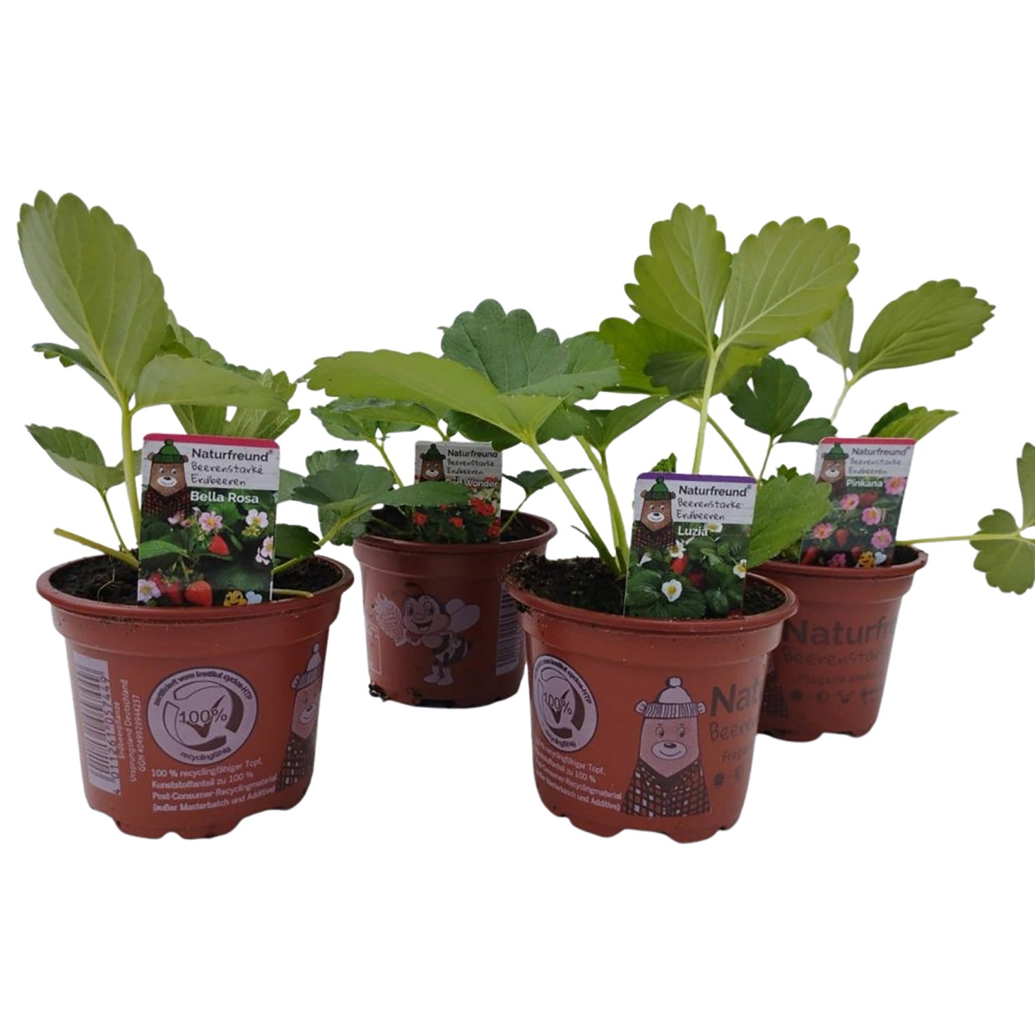 Naturfreund Erdbeeren 4fach Sortiert TopfØ ca. 9,5 cm Fragaria