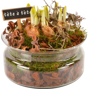 Frühlingsarrangement mit Narzissen 'Tete a Tete' in Glasschale, Topf ca. 19cm.