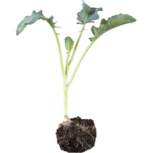 Jungpflanze Rosenkohl (Brassica oleracea) mit Wurzelballen, bereit zum Einpflanzen.