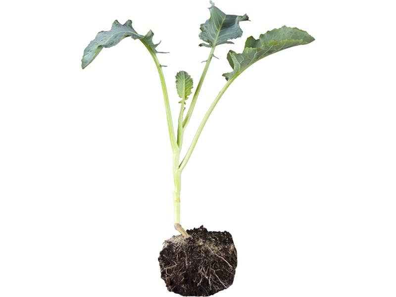 Rosenkohl 6er Schale Wurzelballen ca. 2 x 2 cm Brassica oleracea var