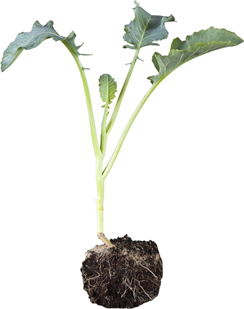 Rosenkohl 6er Schale Wurzelballen ca. 2 x 2 cm Brassica oleracea var