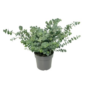 GROW by OBI Eucalyptus 'Baby Blue' im Topf, eine immergrüne Kübelpflanze mit dekorativen Blättern.
