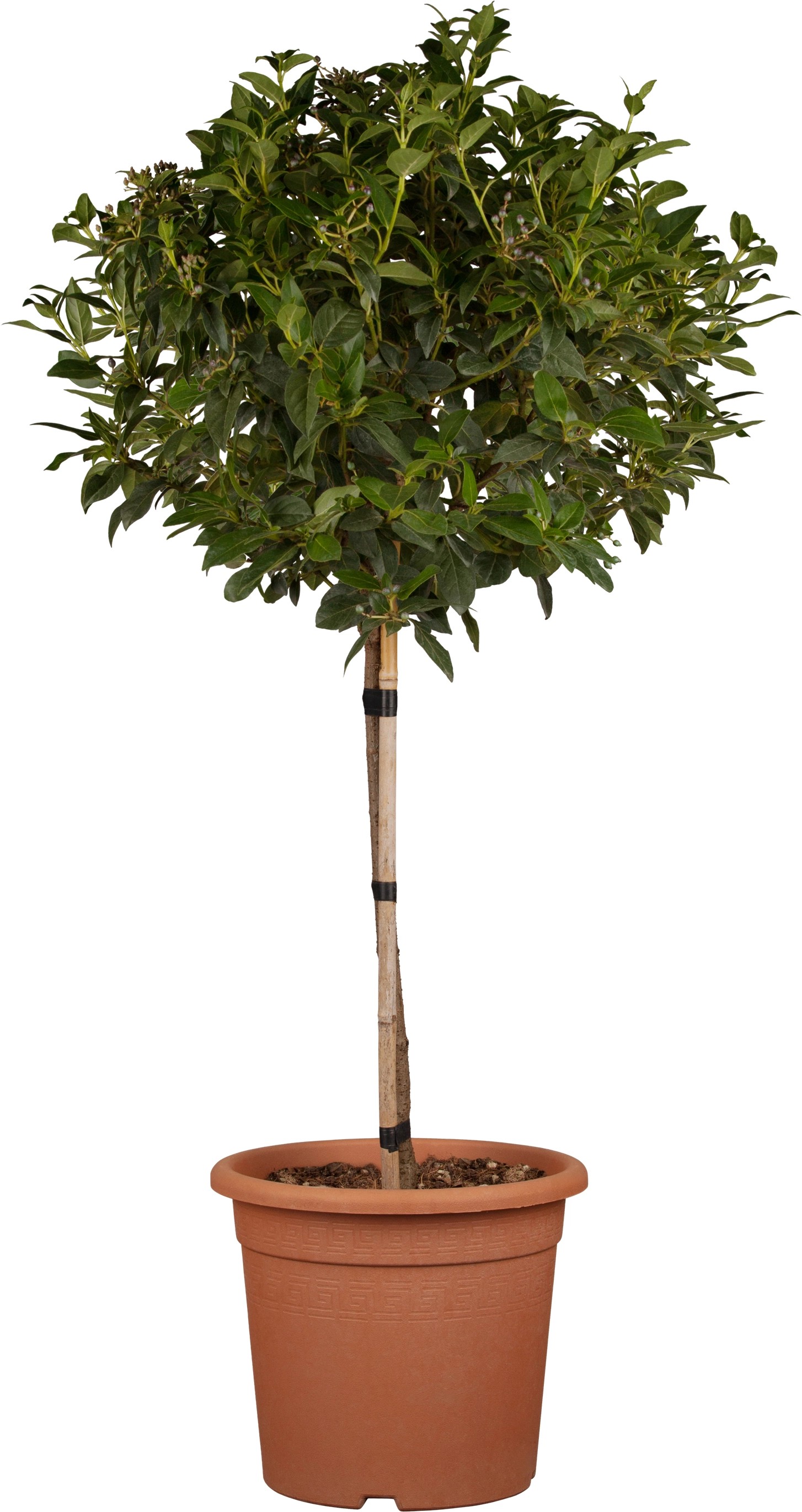 OBI LorbeerSchneeball "Eve Price" Stamm Weiß Höhe ca. 50 60 cm Topf