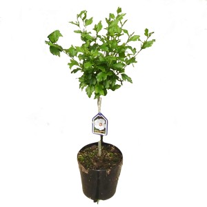 GROW by OBI Hibiskus Weiß Stämmchen im Topf, ca. 40-50cm hoch.