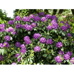 Blühender, violetter OBI Catawba-Rhododendron Grandiflorum im Topf.