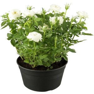 Beetrose 'Premium' im Topf, weiße Blüten, ca. 10-20 cm hoch.