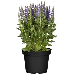 GROW by OBI Steppen-Salbei "Sensation Compact" Blau Höhe 25 cm Salvia nemorosa
