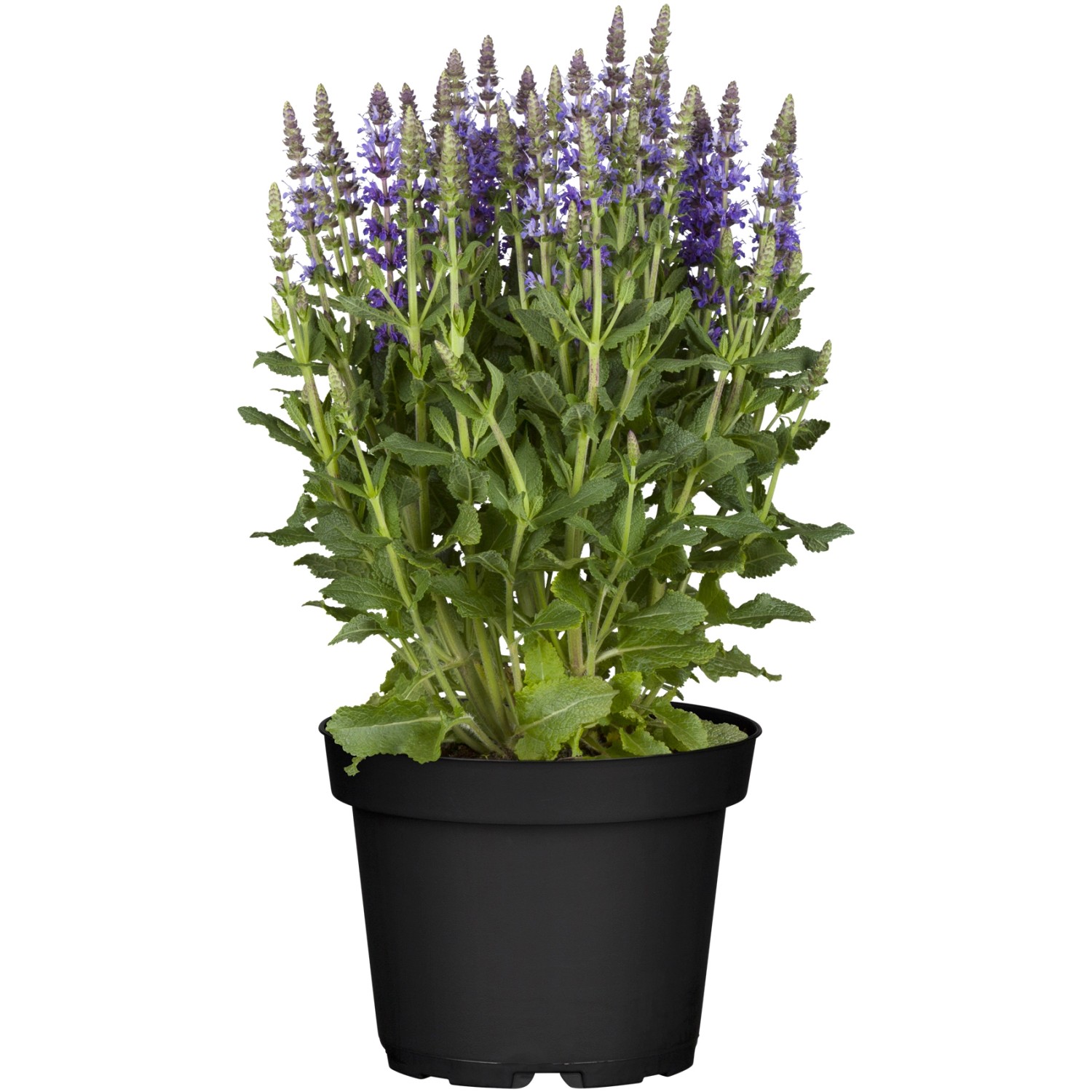 GROW by OBI SteppenSalbei "Sensation Compact" Blau Höhe 25 cm Salvia