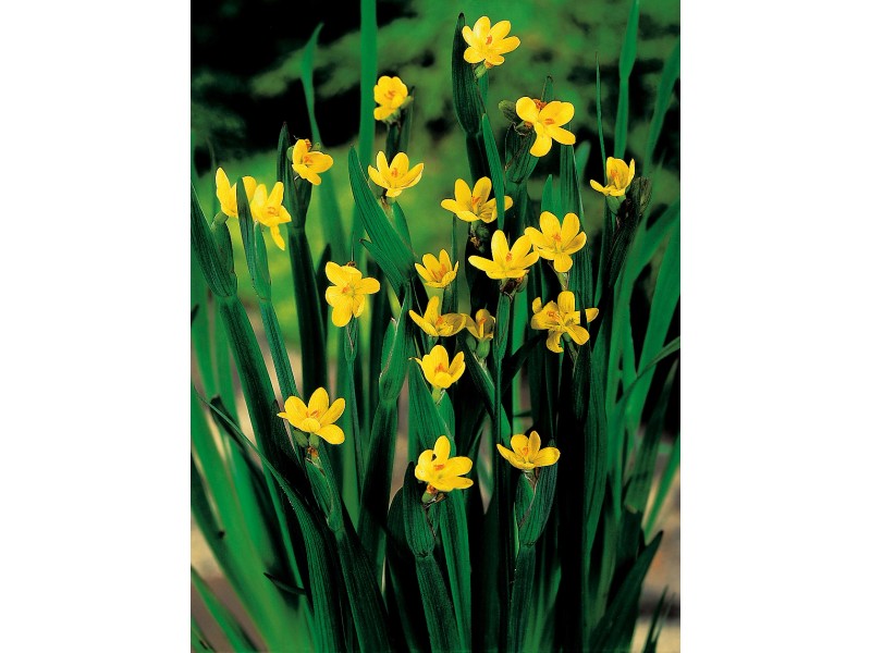 Binsenlilie Gelb TopfØ ca. 9 cm Sisyrinchium californicum kaufen bei OBI