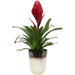 Vriesea Porto Rot im Keramiktopf, Blühpflanze mit rotem Blütenstand und grünen Blättern.