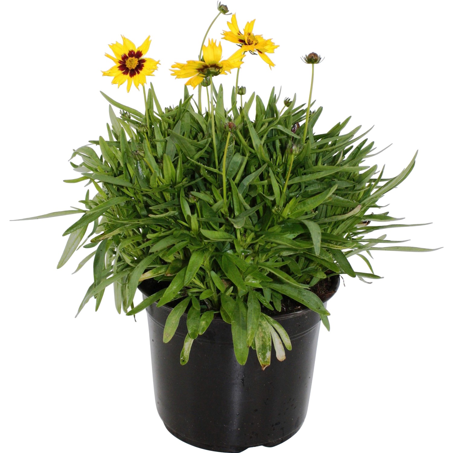 Mädchenauge "Sunkiss" Gelb TopfØ ca. 17 cm Coreopsis kaufen bei OBI