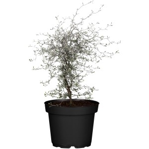 Zickzackstrauch (Corokia cotoneaster) im schwarzen Topf, ca. 20-30 cm hoch.