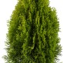 Goldener Lebensbaum Smaragd im Topf, Höhe 50-60 cm. Immergrüne Solitärpflanze mit gelben Nadeln.