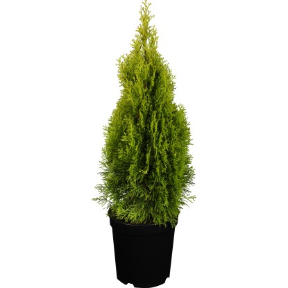 Thuja: Grundlagen zur immergrnen Heckenpflanze | OBI