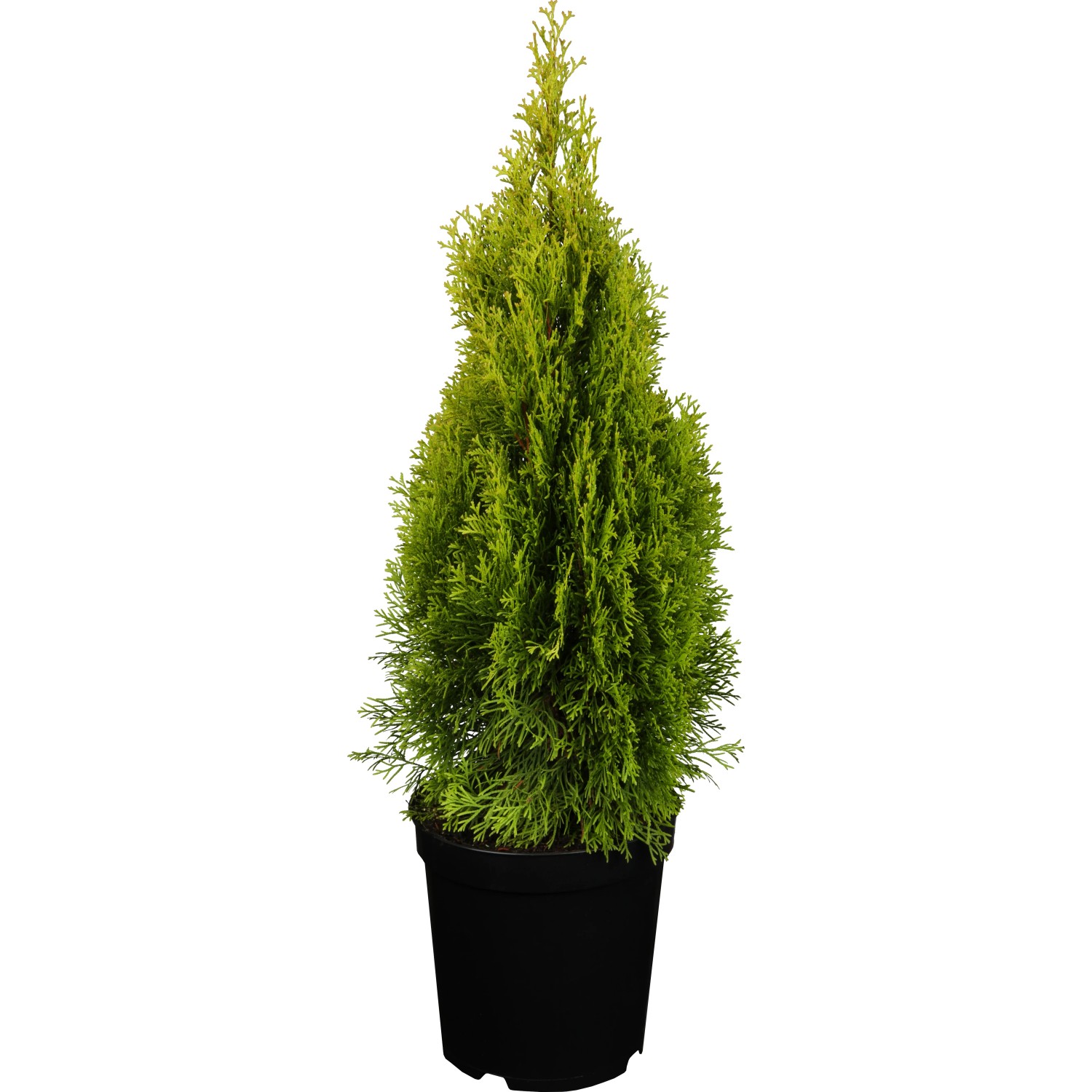 thuja 5m hoch kaufen Jetzt Lebensbaum 'Smaragd' online kaufen bei Bohlken Pflanzenversand   Bohlken Pflanzenversand GbR