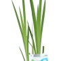 Sumpfschwertlilie Gelb im Topf, grüne Blätter. Wasserpflanze für Gartenteich und Feuchtgebiete.