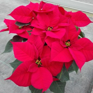 Weihnachtsstern im Österreich-Topf-Ø 14 cm (Euphorbia pulcherrima)