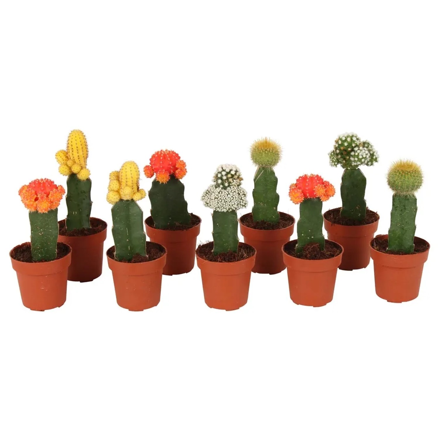 Mondkaktus Sortiert Hhe ca. 15-20 cm Topf- 8,5 cm kaufen bei OBI