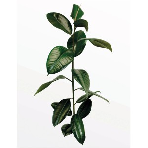 Komar Wandbild Ficus Branch 40 x 50 cm