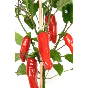 GROW by OBI Mini-Paprika "Pick - & - Joy" im Topf mit roten und grünen Früchten.