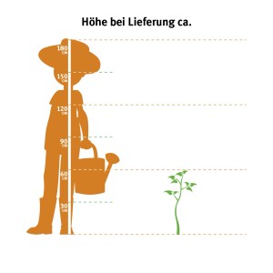 Größenvergleich: Zwerg-Duftflieder Tinkerbelle (ca. 50-60cm) neben Person mit Gießkanne.