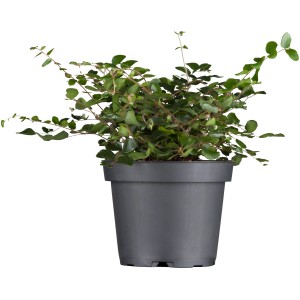 Drahtstrauch (Muehlenbeckia complexa) im Topf, eine dekorative Herbstpflanze mit kleinen, runden Blättern.