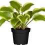 Garten-Funkie (Hosta) im Topf, grüne Blätter mit gelbem Rand. Ideal für schattige Standorte.