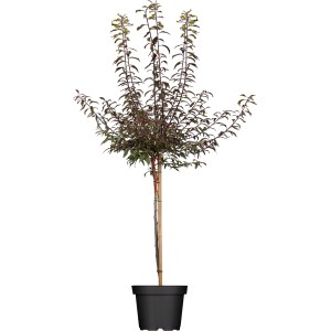 Blutpflaume 'Nigra' als Hausbaum im Topf, ca. 100-120 cm hoch, mit rotem Laub.