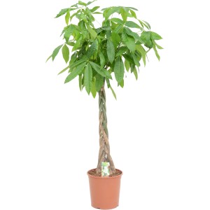 Rasierpinselbaum (Glückskastanie) im Topf, ca. 180-190cm hoch mit geflochtenem Stamm.