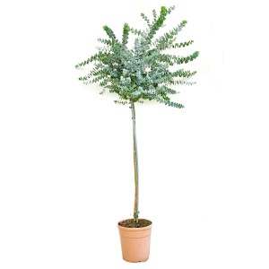 Blaugummibaum (Eucalyptus cinerea) als Halbstamm im Topf, ca. 60 cm hoch, von GROW by OBI.