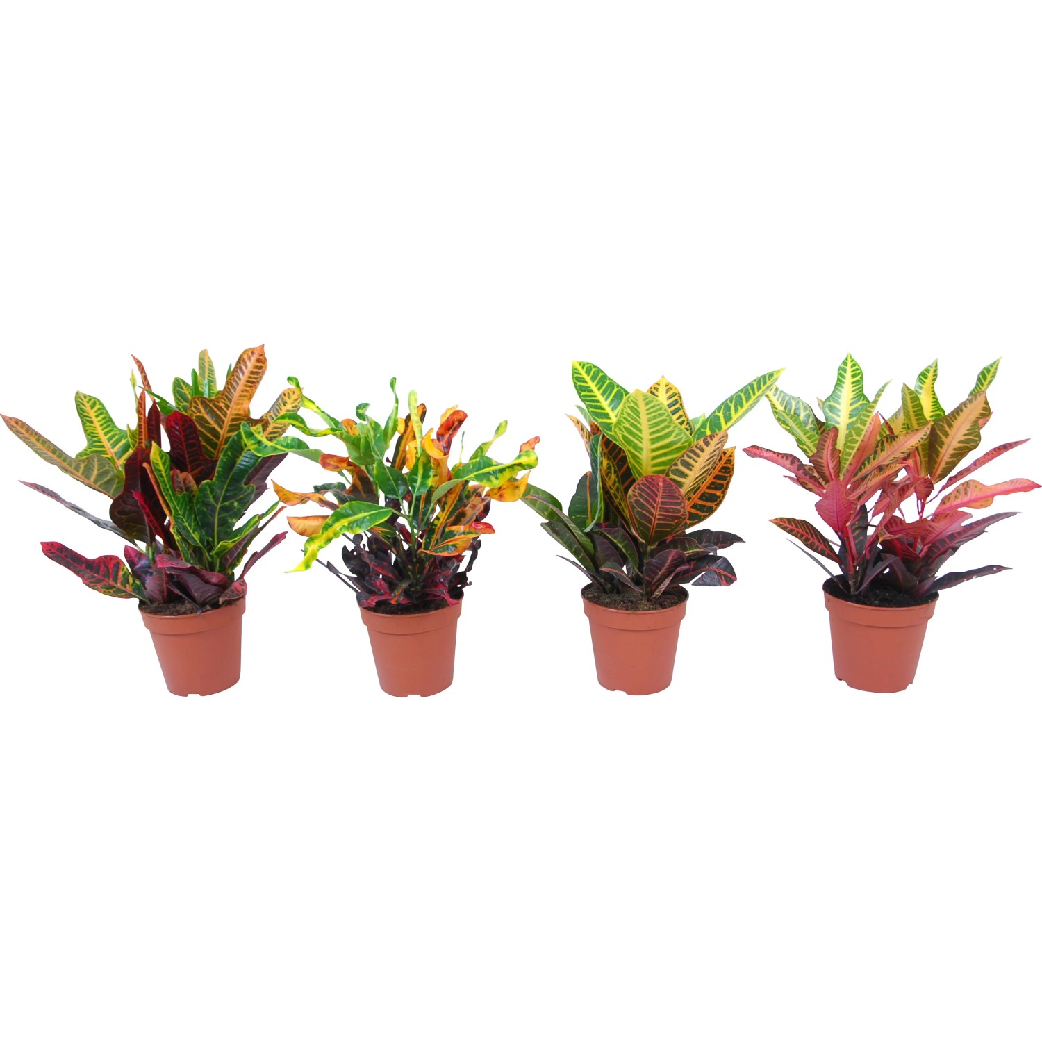 Wunderstrauch Topf- ca. 15 cm Codiaeum variegatum kaufen bei OBI