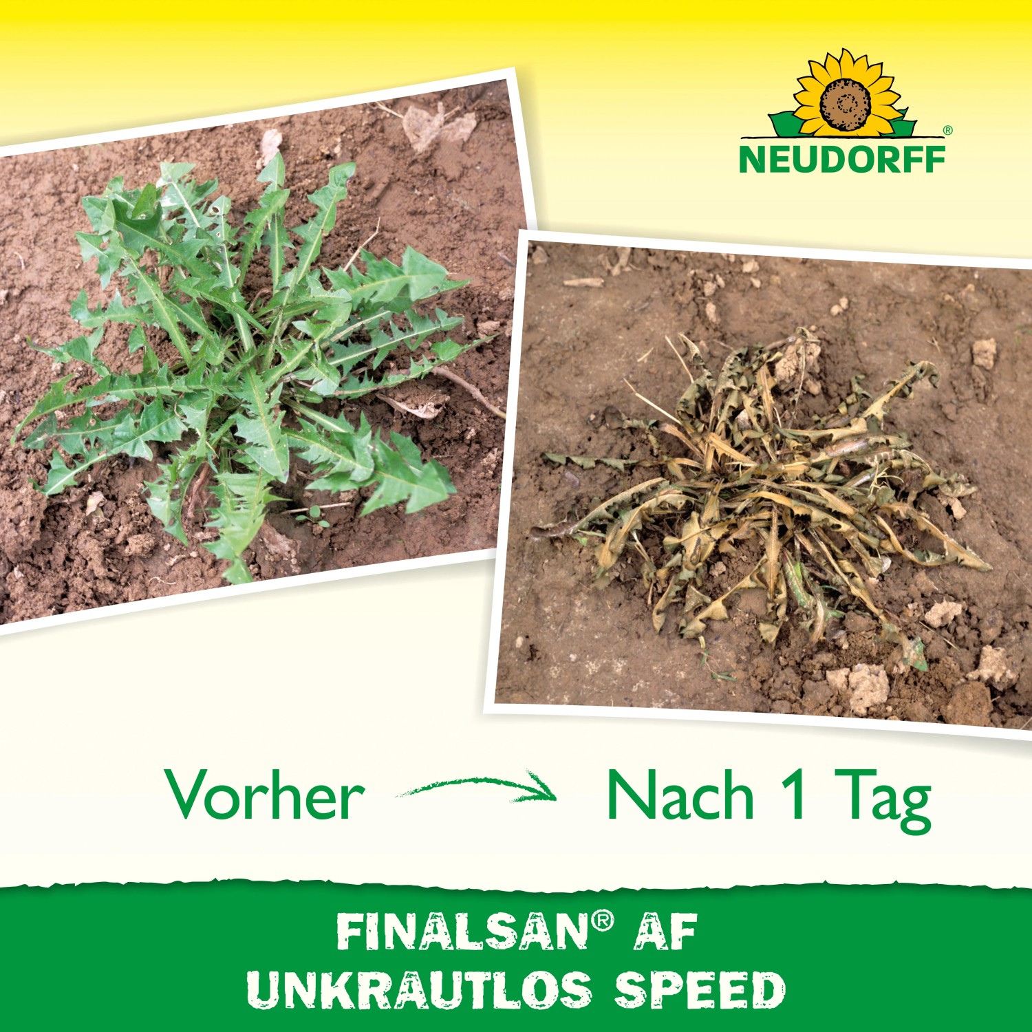 Vorher-Nachher-Vergleich: Unkrautvernichtung mit Finalsan AF Unkrautlos Speed im Beet.