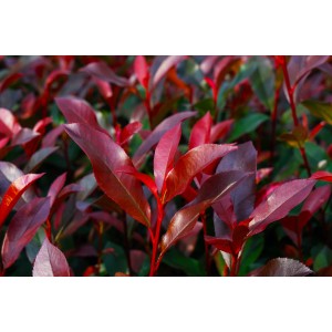 Glanzmispel Devil's Dream® mit roten Blättern, Detailaufnahme.