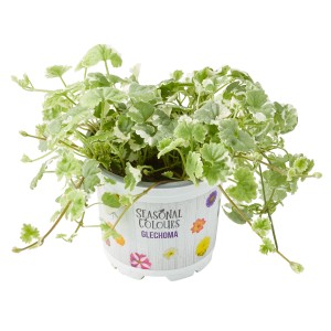 Gundelrebe Topf-Ø ca. 10,5 cm Glechoma hederacea